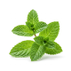 Ingrédient: Menthe, fraîche