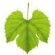 Ingrédient: Feuilles de vigne
