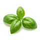 Ingrédient: Basilic, frais