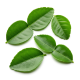 Ingrédient: Citron vert, feuilles (fraîches ou séchées)